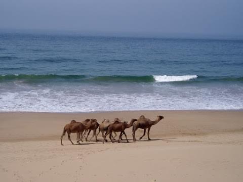 Landscape view of Western Sahara